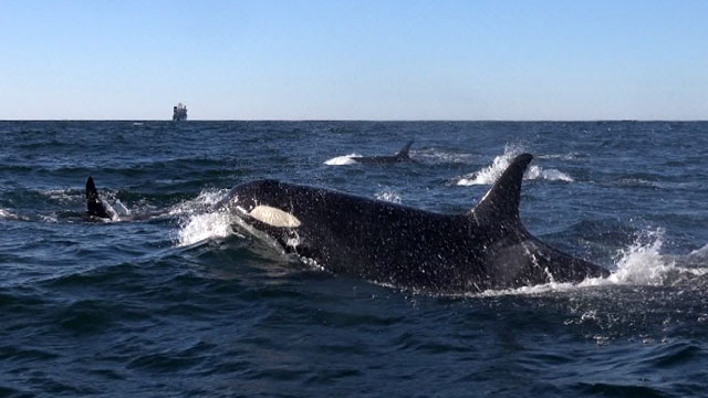 CityStream: Earth Day 2015 4/16/15