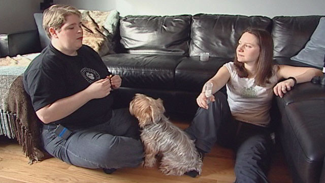 CityStream: Diabetic Dogs