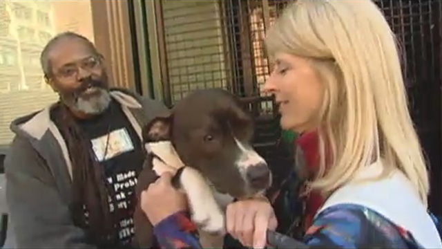 CityStream Splashback: Doney Vet Clinic 