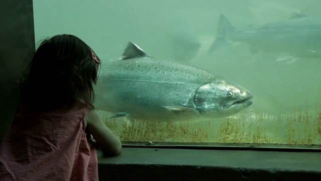 Salmon in the City Salmon in the City