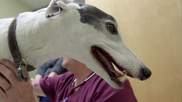 CityStream: Pet Blood Donors