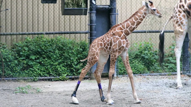 CityStream: Help for Hasani the Giraffe CityStream: Help for Hasani the Giraffe