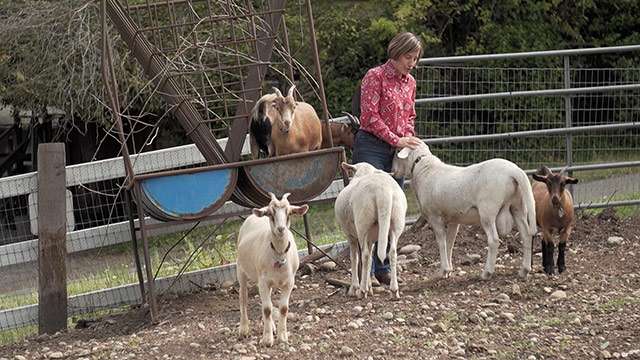Seattle at 150: Life on city's last big family farm CityStream: Seattle at 150: Life on the Farm