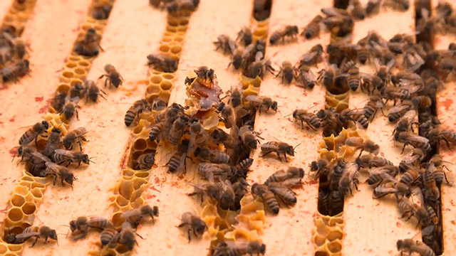 Look, Listen and Learn: You're the Bee's Knees 