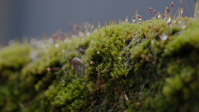 Moss, the brilliant green icon of the Pacific Northwest, and the microscopic world it supports Moss, the brilliant green icon of the Pacific Northwest, and the microscopic world it supports