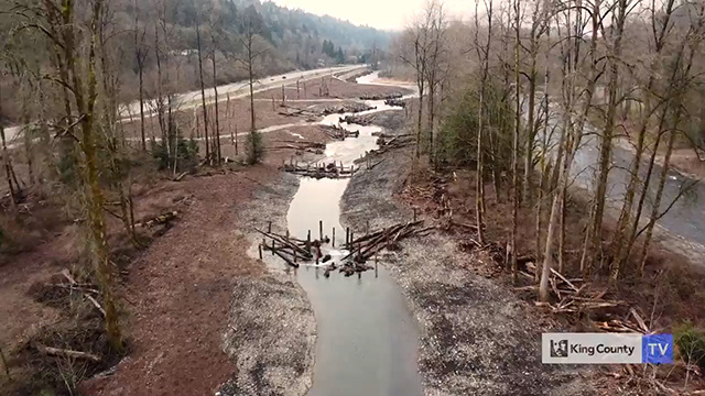 Restoring the Cedar River: Better for people, better for salmon