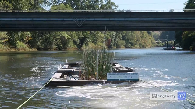 Building wetlands to sustain salmon