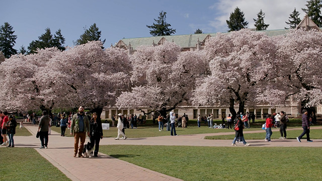 Art Zone: Cherry Blossoms