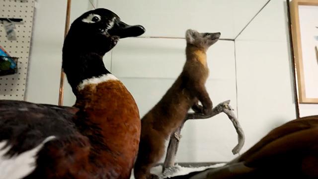 CityStream: Taxidermist Elizabeth Putnam