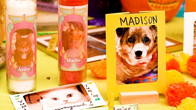 Honoring beloved pets & animals at Woodland Park Zoo’s first Día de Muertos celebration